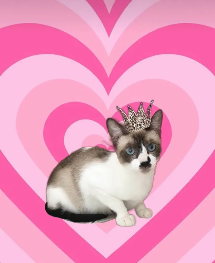 Gato ra a SRD-ViraLata idade 7 a 11 meses nome Amanda bb10meses Linda 