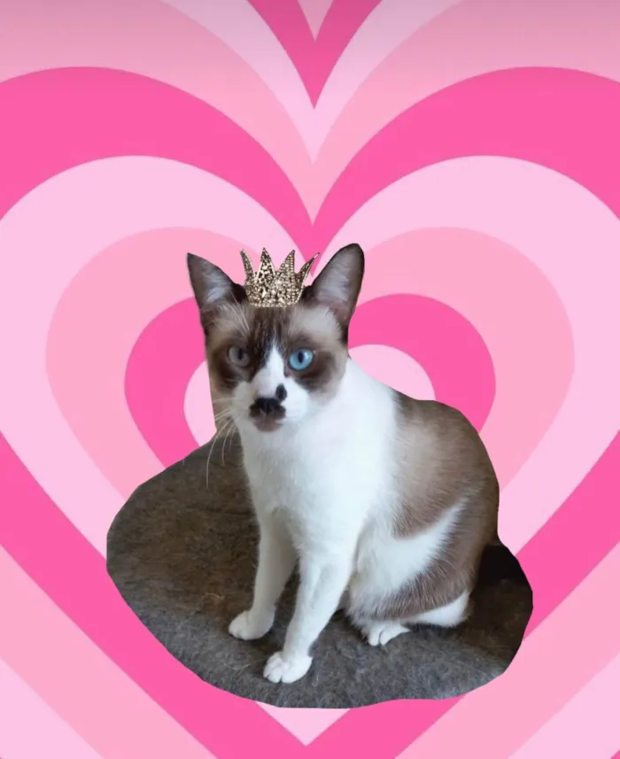 Gato ra a SRD-ViraLata idade 7 a 11 meses nome Amanda bb10meses Linda 