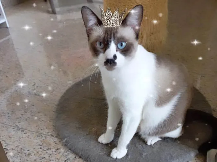 Gato ra a SRD-ViraLata idade 7 a 11 meses nome Amanda bb10meses Linda 