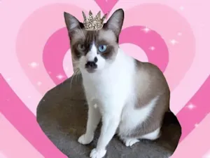 Gato raça SRD-ViraLata idade 7 a 11 meses nome Amanda bb10meses Linda 