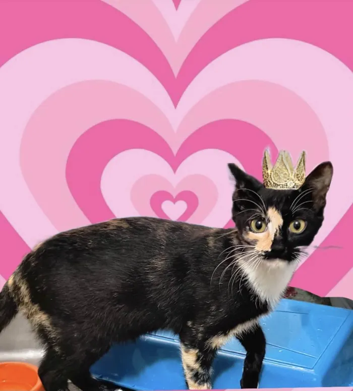 Gato ra a SRD-ViraLata idade 2 a 6 meses nome Fidji 7meses Linda e boazinha 