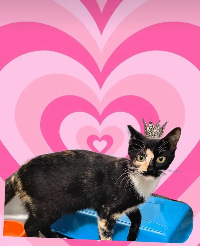 Gato ra a SRD-ViraLata idade 2 a 6 meses nome Fidji 7meses Linda e boazinha 