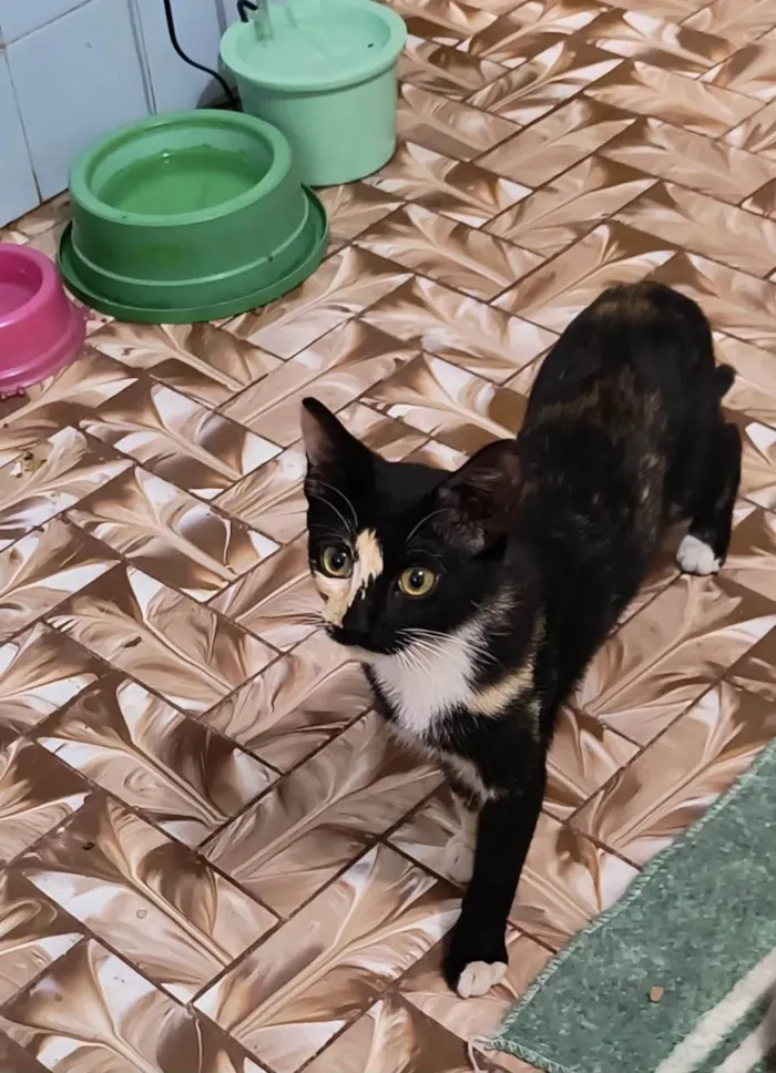 Gato ra a SRD-ViraLata idade 2 a 6 meses nome Fidji 7meses Linda e boazinha 