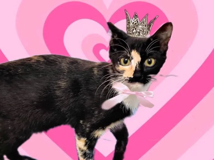 Gato ra a SRD-ViraLata idade 2 a 6 meses nome Fidji 7meses Linda e boazinha 