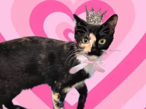 Gato raça SRD-ViraLata idade 2 a 6 meses nome Fidji 7meses Linda e boazinha 