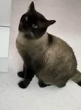 Cappuccino lindo e um amor