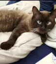 Cappuccino lindo e um amor