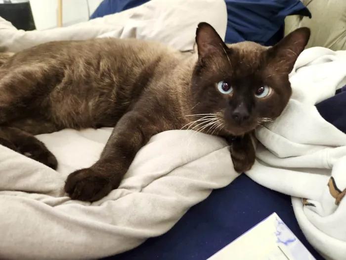 Gato ra a Siamês idade 7 a 11 meses nome Cappuccino lindo e um amor 