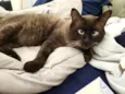 Cappuccino lindo e um amor