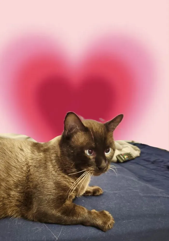 Gato ra a Siamês idade 7 a 11 meses nome Cappuccino lindo e um amor 