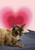 Cappuccino lindo e um amor