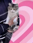 Luigi 1aninho e um AMOR
