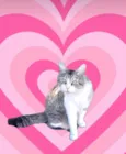 Luigi 1aninho e um AMOR