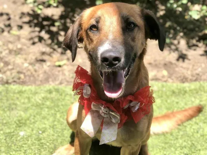 Cachorro ra a SRD-ViraLata idade 1 ano nome Vicky porteP 1aninho 