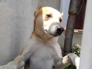 Cachorro raça SRD-ViraLata idade 1 ano nome Trovão bonzinho 