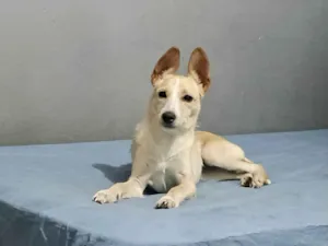 Cachorro raça SRD-ViraLata idade 2 a 6 meses nome Lola porteP bb6meses 