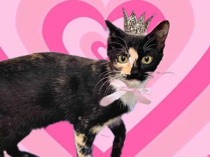 Gato ra a SRD-ViraLata idade 2 a 6 meses nome Fidji 7meses Linda e boazinha 