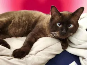 Gato raça Siamês idade 7 a 11 meses nome Cappuccino lindo e um amor 