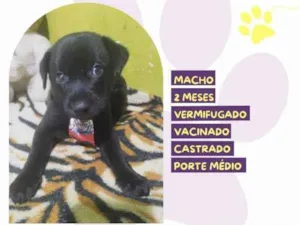 Cachorro raça SRD-ViraLata idade 2 a 6 meses nome Denzel