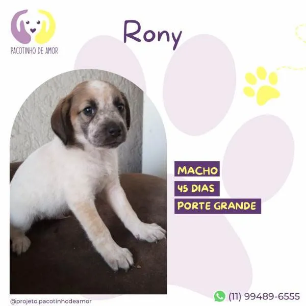 Cachorro ra a SRD-ViraLata idade 2 a 6 meses nome Rony