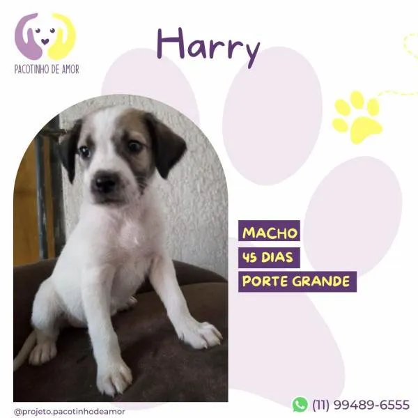 Cachorro ra a SRD-ViraLata idade 2 a 6 meses nome Harry