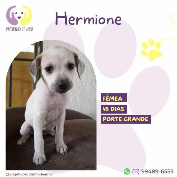 Cachorro ra a SRD-ViraLata idade 2 a 6 meses nome Hermione