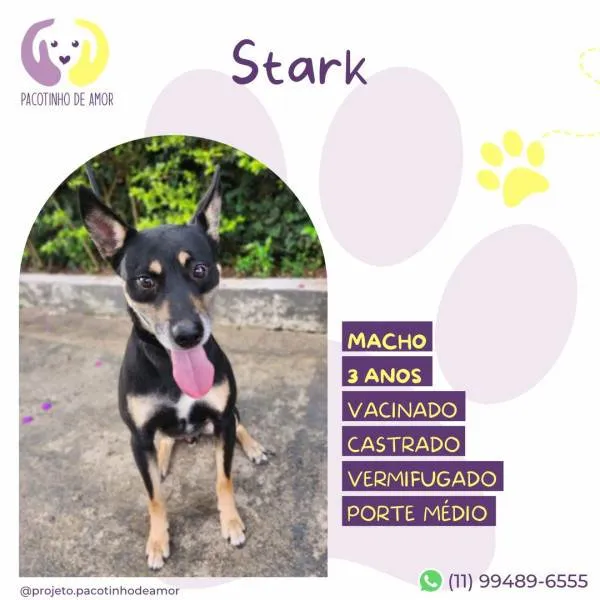 Cachorro ra a SRD-ViraLata idade 1 ano nome Stark