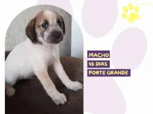 Cachorro raça SRD-ViraLata idade 2 a 6 meses nome Rony