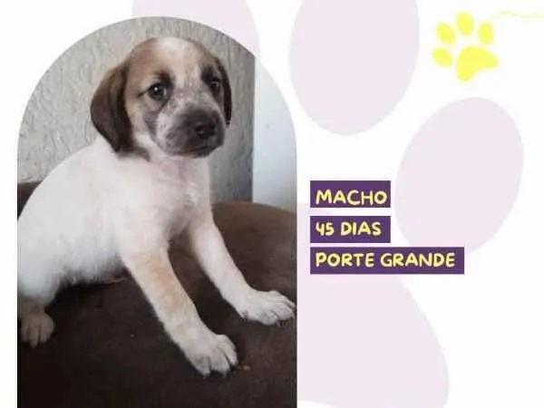 Cachorro ra a SRD-ViraLata idade 2 a 6 meses nome Rony