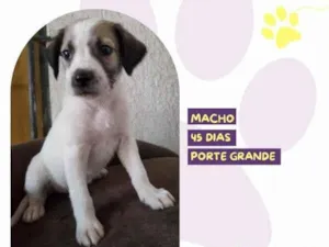 Cachorro raça SRD-ViraLata idade 2 a 6 meses nome Harry