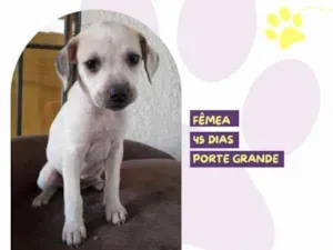 Cachorro raça SRD-ViraLata idade 2 a 6 meses nome Hermione