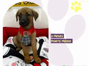 Cachorro raça SRD-ViraLata idade 2 a 6 meses nome Capitao Gancho