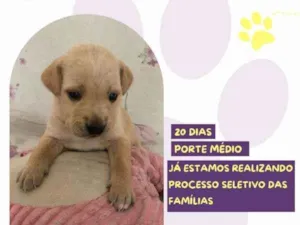 Cachorro raça SRD-ViraLata idade 2 a 6 meses nome Ariel