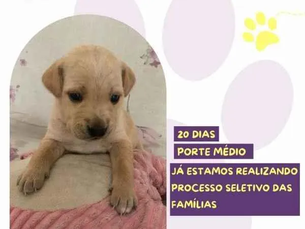 Cachorro ra a SRD-ViraLata idade 2 a 6 meses nome Ariel