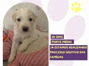 Cachorro raça SRD-ViraLata idade 2 a 6 meses nome Aurora