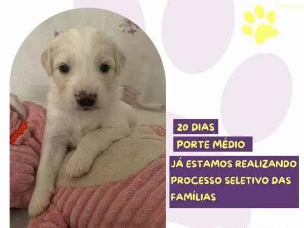 Cachorro ra a SRD-ViraLata idade 2 a 6 meses nome Aurora