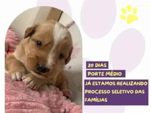 Cachorro raça SRD-ViraLata idade 2 a 6 meses nome Rapunzel