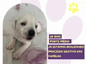 Cachorro raça SRD-ViraLata idade 2 a 6 meses nome Cinderela