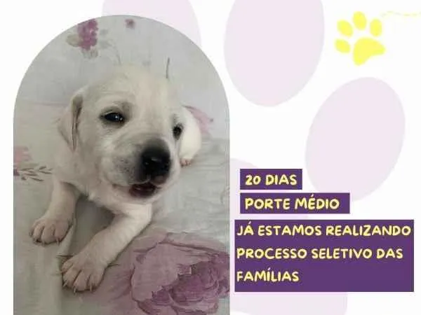 Cachorro ra a SRD-ViraLata idade 2 a 6 meses nome Cinderela