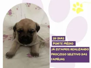 Cachorro raça SRD-ViraLata idade 2 a 6 meses nome Bela