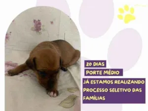 Cachorro raça SRD-ViraLata idade 2 a 6 meses nome Mulan