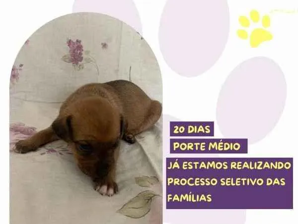 Cachorro ra a SRD-ViraLata idade 2 a 6 meses nome Mulan