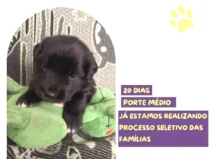 Cachorro raça SRD-ViraLata idade 2 a 6 meses nome Eric