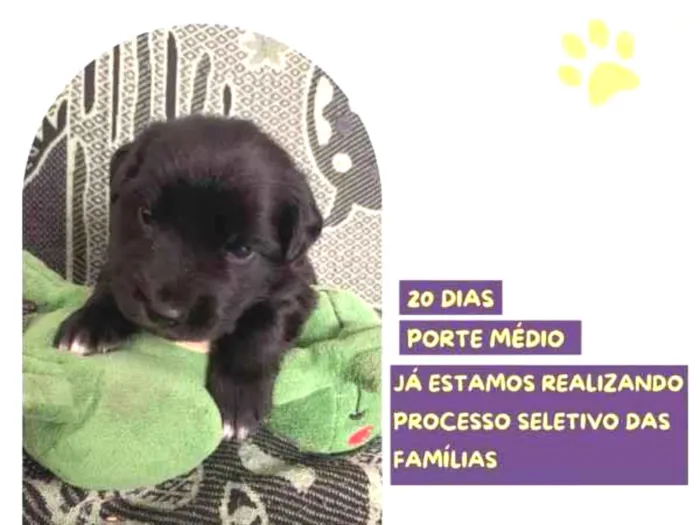 Cachorro ra a SRD-ViraLata idade 2 a 6 meses nome Eric