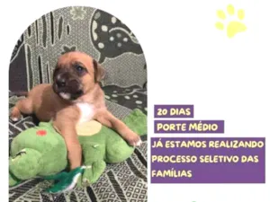 Cachorro raça SRD-ViraLata idade 2 a 6 meses nome Flynn