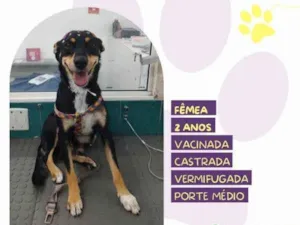 Cachorro raça SRD-ViraLata idade 1 ano nome Nala