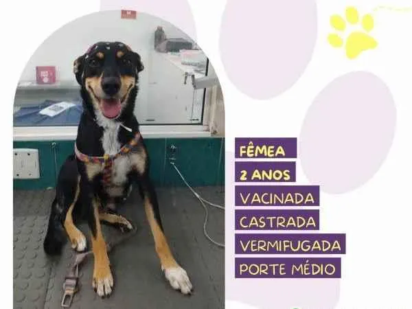 Cachorro ra a SRD-ViraLata idade 1 ano nome Nala