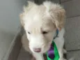 Duke