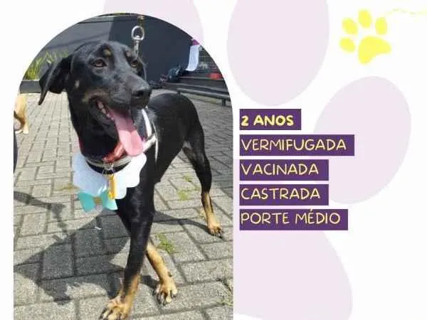 Cachorro ra a SRD-ViraLata idade 1 ano nome Belinha