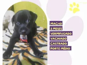 Cachorro raça SRD-ViraLata idade 2 a 6 meses nome Denzel